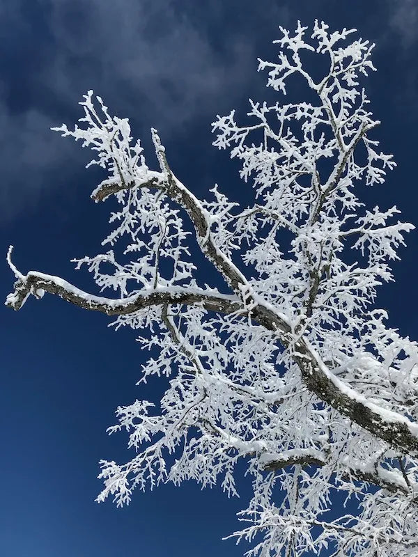 Guided Snow Play
